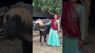 top jafarabadi buffalo dariyfarm priyankadinudairyfarm farming shortsviral video dairyfarm [upl. by Hsiwhem732]