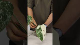 Monstera albo transferring albo cutting from water to soil indoorplantscare plantshorts [upl. by Schroth487]