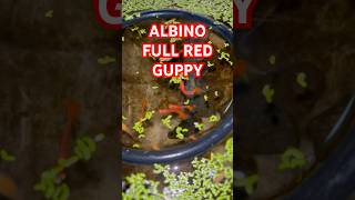 ALBINO FULL RED GUPPY fish guppy shorts [upl. by Riamu]