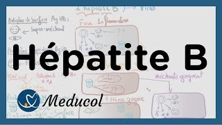 Hépatite B transmission symptômes et interpréter la sérologie hepatite B [upl. by Ingold]