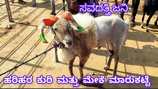 Harihar sheep and goats market update  Every Tuesday morning bazar Karnataka India [upl. by Ponce]