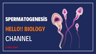 Spermatogenesis facts neet2024 malereproductivesystem humanreproduction education [upl. by Tnarb576]