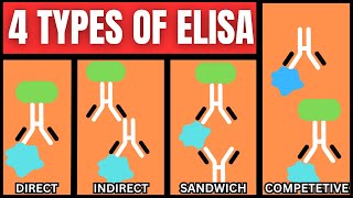 4 Types of ELISA Direct Indirect Sandwich Competitive [upl. by Llevram857]