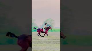 Boster horse🔥 punjabisong music horselover hourseriding unfrezzmyaccount [upl. by Lachman]