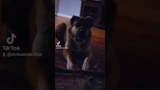 Cat is in charge Armenian gampr dog reaction dog cat armeniangampr volkodav usa [upl. by Graehme]