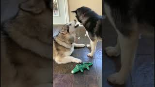 Pretty Please Mama Sojou malamutelovers alaskanmalamutes dogsplayingvideo [upl. by Clementia]