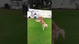 Golden retriever football practicefootball short video [upl. by Initof700]