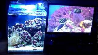 AQUARIUM nano récifal 30 litres 720 p HD [upl. by Isaiah]