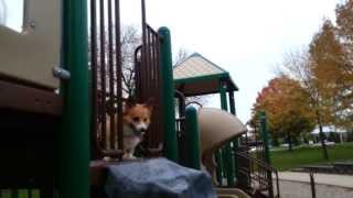 Buddy the Corgi  Twisty slide professional [upl. by Eramal526]