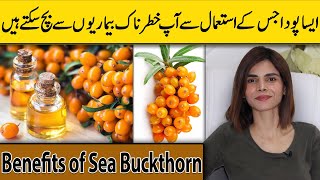 Unbelievable Health Benefits of Sea Buckthorn  Ayesha Nasir [upl. by Einahpats]