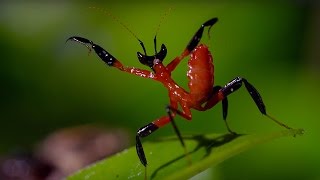 Kung Fu Mantis Vs Jumping Spider  Life Story  BBC [upl. by Nytnerb]