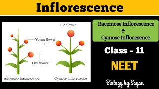 Inflorescence Racemose and Cymose Morphology of flowering plants Class 11 NEET [upl. by Becca]