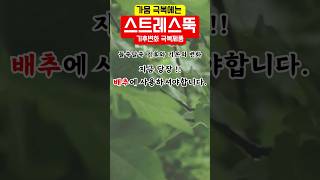 배추 가뭄에는 기후변화를 극복할 수 있는 제품을 사용하셔야 합니다 [upl. by Rajiv]