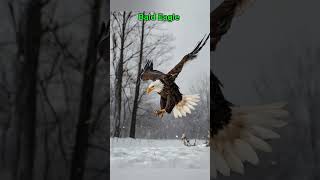 Bald eagle Vs Golden Eagle 🦅 eagle eaglelovers birds wildeagle nature eaglelife eaglefight [upl. by Octavius]