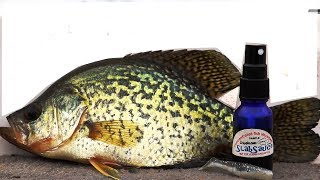 Why you NEED scent Fishing for Crappie It always Works EP6 30 day challenge [upl. by Tap904]