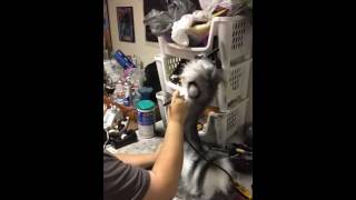 Snow Leopard Airbrush Timelapse [upl. by Ainatit]