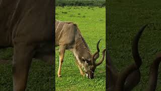 Incredible Barasingha – Nature’s Beauty 🦌🌿quotBarasinghaIndianWildlifeBarasinghaFacts [upl. by Havstad]