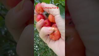 Acerola Cherry Fruit yummy fruit acerolacherry fruits amsr shortvideo pickingfruit [upl. by Nirret]