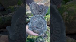 We Found THREE Different Species Of AMMONITE Fossil 😱😮🦑🛠️🦖🔨 [upl. by Aliek]