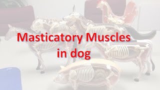 Masticatory muscles [upl. by Cinamod]