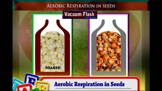 AEROBIC respiration HEAT generation in SEEDS [upl. by Johna]