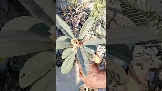 loquat tree care tipsgardening [upl. by Ahsinra]