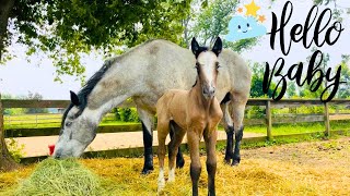 NEWBORN MYSTERY FOAL’S FIRST DAY ON THE FARM [upl. by Althea221]