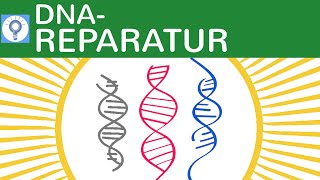 DNAReparaturMechanismen Fotoreaktivierung Postreplikationsreparatur Excisionsreparatur Genetik [upl. by Ahsinat]