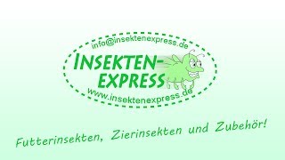 InsektenZucht Spezialist für Futtertiere Insektenexpress [upl. by Yednarb]