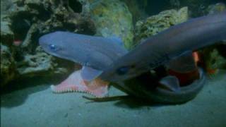 Filetail Catshark  Parmatus xaniurus [upl. by Solraced84]