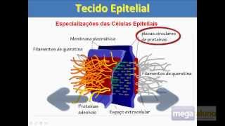 Megaaluno Tecido Epitelial Especializações da Membrana Plasmática [upl. by Yhtuv908]