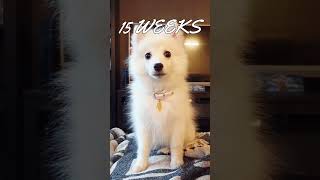 Japanese Spitz  4 Weeks Old Puppy to 1 Year Adult Dog Transformation [upl. by Ahtiekal809]