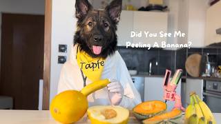 German Shepherd Eats Bananas Like a Human 🐕🍌 [upl. by Hinkle]