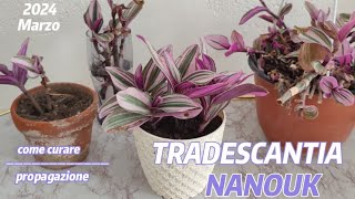 TRADESCANTIA NANOUK 🌸 propagazionecome curare la pianta shortvideo tradescantia [upl. by Enilegnave968]