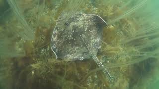 Thornback Ray Raja clavata  Isle of Wight [upl. by Navarro]