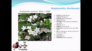 Fiche technique Stephanotis floribunda Plante dintérieur [upl. by Sashenka]