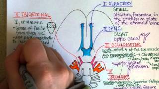 Cranial Nerves Part 1 [upl. by Editha]