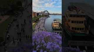 Jacarandas Blooming  Circular Quay  Sydney Australia  14th October 2023 [upl. by Zobias816]