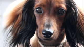 Cute Dachshund montage Daisy  Teckel à poil long  HD [upl. by Anirahtak93]