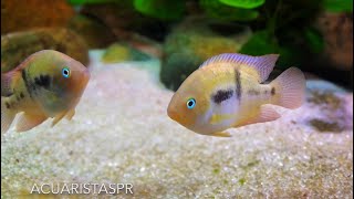 Tbar cichlid  Amatitlania sajica AcuaristasPR [upl. by Orat]