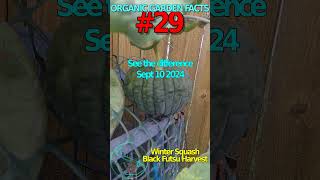 Organic Garden Facts 29  Winter Squash Black Futsu riverbearaquaponics garden squash [upl. by Aneehsor443]