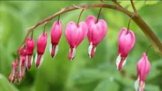 5PK Dicentra spectabilis Bleeding Hearts Roots [upl. by Vedette]