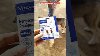 Prevention of ticks and mites in pet dogspets ticks skinallergies dogshorts dogs viralvideo [upl. by Anet]