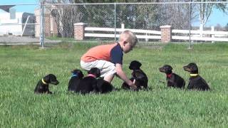 Little boy little dogs Doberman puppies by Obi Wan Kenobi De Grande Vinko [upl. by Celestina938]