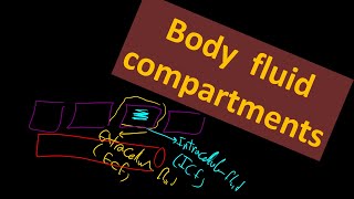 Body fluid compartments Arabic  عربي [upl. by Kiele]