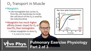 Pulmonary Exercise Physiology Part 2 of 3  Hemoglobin Myoglobin Bicarbonate [upl. by Kaden906]