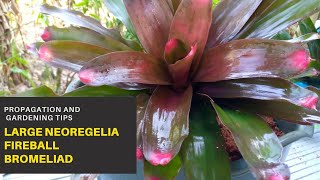 Bromeliads  Large Neoregelia Fireball Bromeliads  Propagation and Plant Care Tips [upl. by Yeslrahc278]