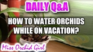 QampA How to keep Orchids watered during vacations [upl. by Calderon]