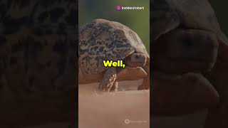 🐢 Are Turtles Really Slow 🐢 facts funfacts shorts turtle [upl. by Grantland]