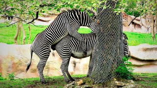 ZEBRA MATING A phenomenon thats going viral on YouTube [upl. by Christabel]